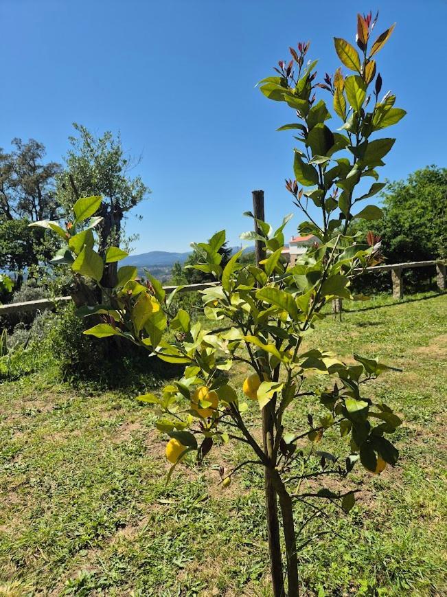 As Casinhas Do Moinho Villa Valenca Kültér fotó